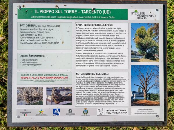 Pannello del pioppo sul Torre, albero monumentale accanto all'area camper di Tarcento